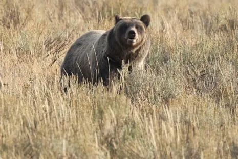 Backpacker Injured by Grizzly in Wilderness Area Transported to Trauma Center